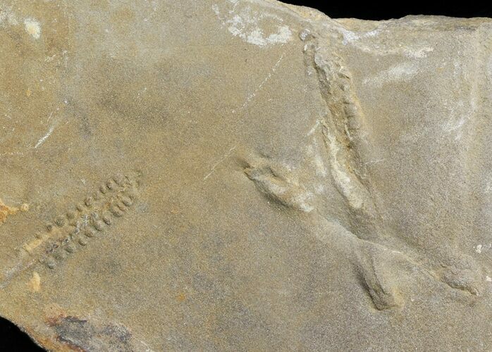 Cruziana (Fossil Trilobite Trackway) - Morocco #49197